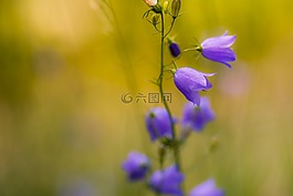 花卉,鮮花,紫羅蘭色