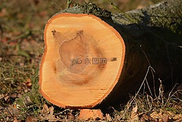 性質(zhì),樹(shù)修剪,森林
