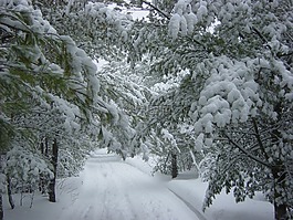 冬天,雪,樹