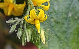 番茄開花,番茄芽,開放