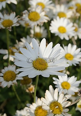 雛菊,花,自然