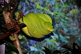 動物,性質(zhì),蛇
