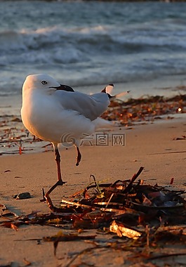 鳥,海,自然