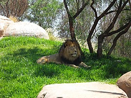 獅子,非洲,動(dòng)物園