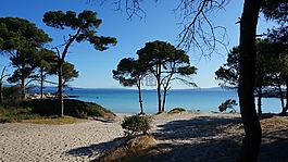 樹木,海灘,希臘