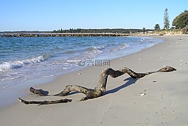 漂流木,日志,海灘