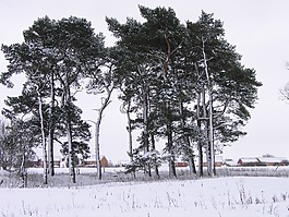 冬天,雪,冷