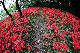 鮮花,大自然,谷