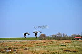 北海,候鳥,鵝
