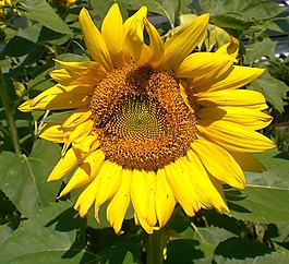 向日葵,野生,花園