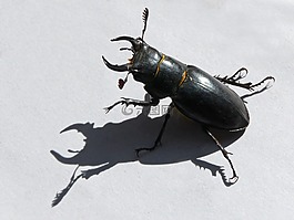 甲壳虫,lucanus鹿,雄鹿甲虫