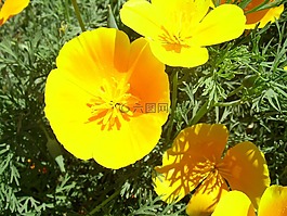 鮮花,黃色,花的
