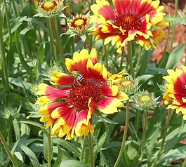 鮮花,野生動物,花粉