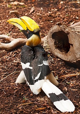 動(dòng)物,鳥嘴,大