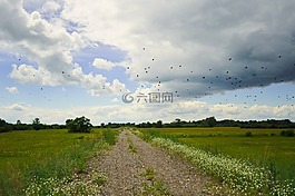 鳥類群,農村公路,景觀