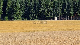 草地,河鱸,景觀