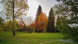 公園,樹,葉子