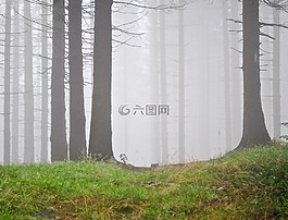 森林,霧,山