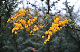 黃色,鮮花,束鮮花