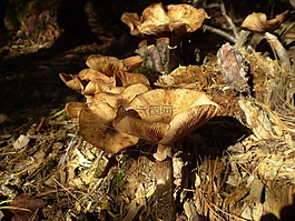 蘑菇,植物,自然
