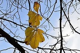 葉子,樹,秋