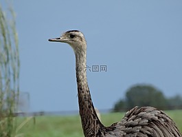 ema,鳥類,鳥