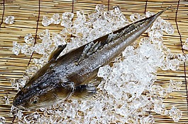 魚,海,海鮮