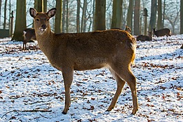 dybowskiwild,野生,獐鹿