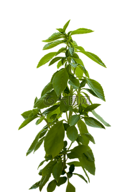 植物,綠色,葉子