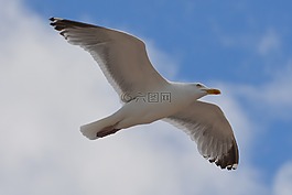 海鷗,鳥,動(dòng)物