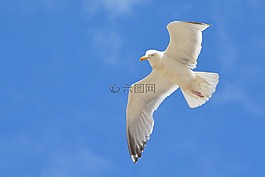 海鷗,鳥,動物