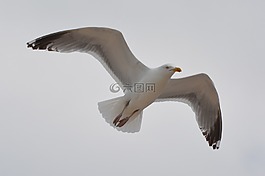 海鷗,鳥(niǎo),動(dòng)物