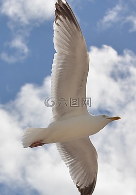 海鷗,鳥,動物