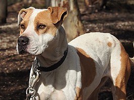 狗,作好準備,pitbull
