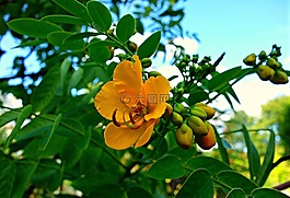 花,灌木,雌蕊