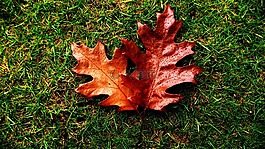 紅色,葉子,滴