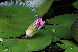 花蕾,花,芽