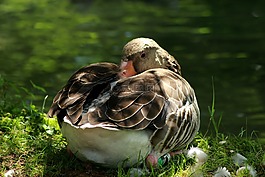 野生動物公園,灰鵝,federtier