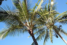 棕櫚樹,夏季,澳大利亞