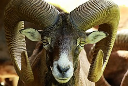 歐洲盤羊,野生動物公園,野生動物