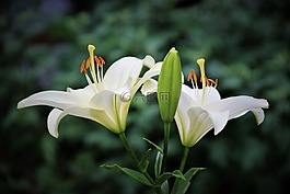 百合,花卉,鮮花