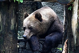 熊,動物園,野生動物