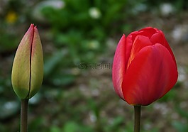 郁金香,芽,性質