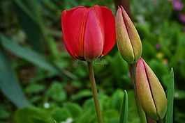 郁金香,芽,性質