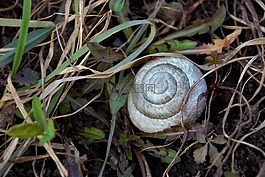 外殼,蝸牛,草