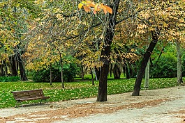 秋,綠色,花園