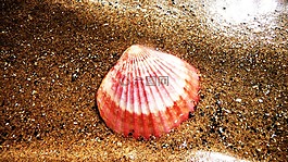 外殼,海灘,沙