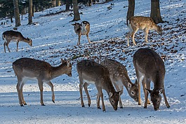 dybowskiwild,野生,獐鹿