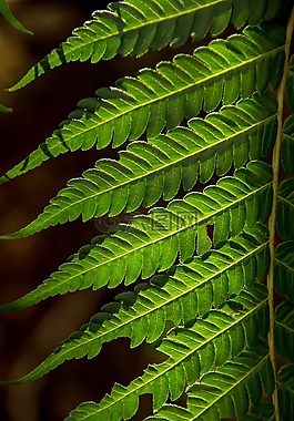 蕨類(lèi)植物,葉,綠色
