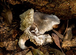 菌類,奶油,灰色